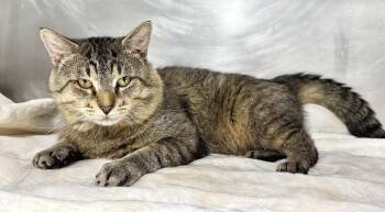 Rescue Domestic Short Hair Cats for Adoption in Beech Bottom, West Virginia - TEX | PetCurious