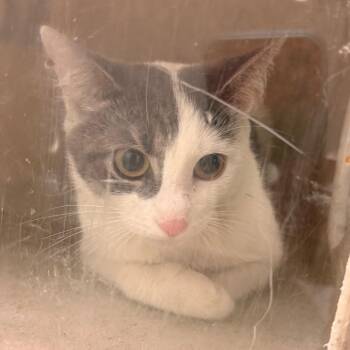 Oreochip -  Domestic Short Hair Cat for Adoption in Philadelphia, Pennsylvania - Oreochip | PetCurious