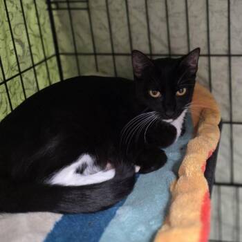 Nova -  Domestic Short Hair Cat Available for Adoption in Belfair, Washington - Nova | PetCurious