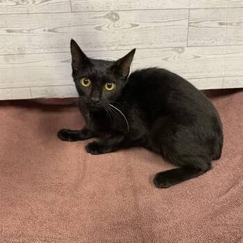A613895 -  Domestic Short Hair Cat for Adoption in Modesto, California - A613895 | PetCurious