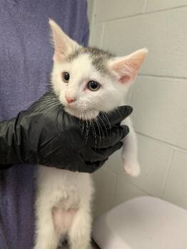 Embezzlement -  Domestic Short Hair Cat for Adoption in Cincinnati, Ohio - Embezzlement | PetCurious