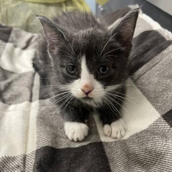 Domestic Short Hair Cats Available for Adoption in Oak Park, Illinois - Brenda | PetCurious