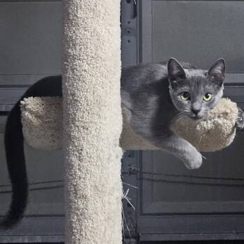 Shimba -  Domestic Short Hair Cat for Adoption in Jupiter, Florida - Shimba | PetCurious