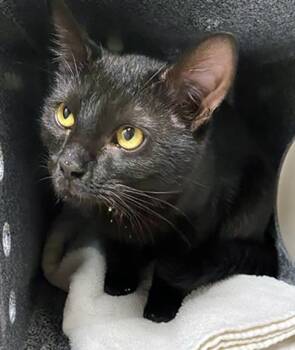 Domestic Short Hair Cats Available for Adoption - Millie | PetCurious