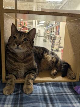 Bubbs -  Domestic Short Hair Cat for Adoption in Seven Valleys, Pennsylvania - Bubbs | PetCurious