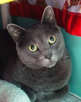 Domestic Short Hair Cats Available for Adoption in Novato, California - Juni | PetCurious