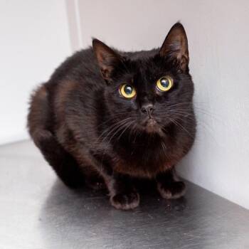 Domestic Short Hair Cats Available for Adoption in Hattiesburg, Mississippi - Jazz | PetCurious