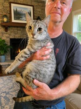 Angel -  Domestic Short Hair Cat for Adoption in Nashville, Tennessee - Angel | PetCurious