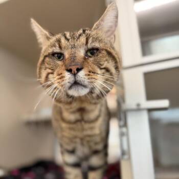 Chunk -  Domestic Short Hair Cat for Adoption in Gloucester, Virginia - Chunk | PetCurious