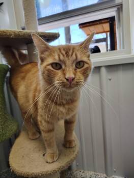 Rescue Domestic Long Hair Cats for Adoption in Richmond, Missouri - Autumn | PetCurious