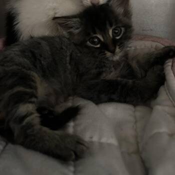 Ayteyu -  Domestic Short Hair Cat for Adoption in Veneta, Oregon - Ayteyu | PetCurious