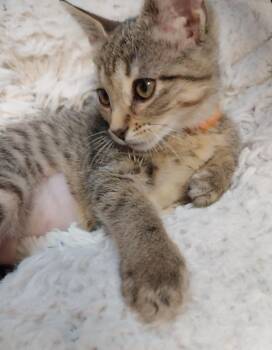 Perdita * IN FOSTER * -  Domestic Short Hair Cat for Adoption in South Bend, Indiana - Perdita * IN FOSTER * | PetCurious