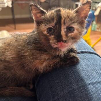 Valerie 1934GoldenVicary07A -  Domestic Short Hair Cat for Adoption in Columbia, Missouri - Valerie 1934GoldenVicary07A | PetCurious
