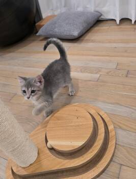 Cora -  Domestic Short Hair Cat for Adoption in Pomona, New York - Cora | PetCurious