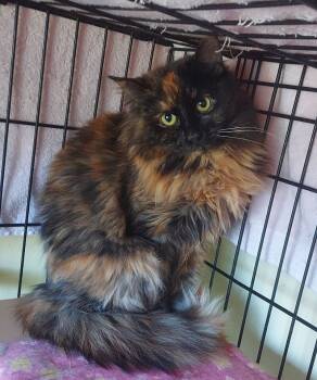 Rescue Domestic Long Hair Cats for Adoption in Colmar, Pennsylvania - Adriana | PetCurious