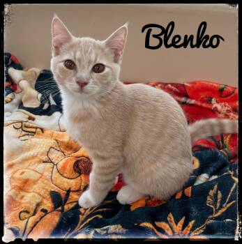 Rescue Domestic Short Hair Cats for Adoption in El Cajon, California - Blenko | PetCurious
