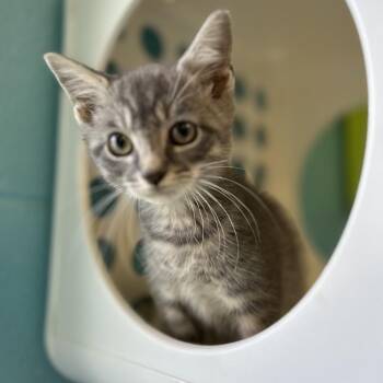 Raymond -  Domestic Short Hair Cat for Adoption in Roxboro, North Carolina - Raymond | PetCurious
