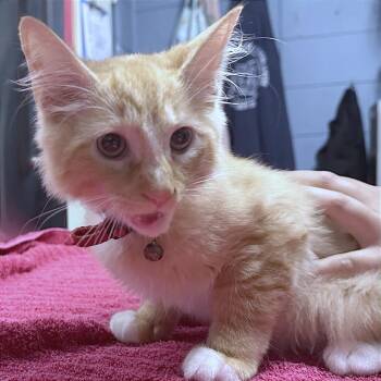 Gara -  Domestic Medium Hair Cat for Adoption in Providence, Rhode Island - Gara | PetCurious