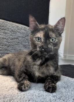 Nancy -  Domestic Short Hair Cat for Adoption in Houston, Texas - Nancy | PetCurious