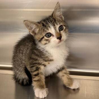 Zion -  Domestic Short Hair Cat Available for Adoption in Marshall, Texas - Zion | PetCurious