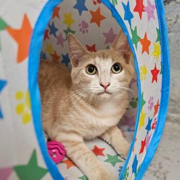 Domestic Short Hair Cats Available for Adoption - Stuart | PetCurious