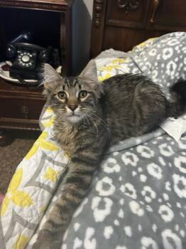Kyle -  Domestic Medium Hair Cat Available for Adoption in Fort Collins, Colorado - Kyle | PetCurious