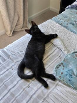 Rescue Domestic Short Hair Cats for Adoption in Youngsville, North Carolina - Roulette25 | PetCurious