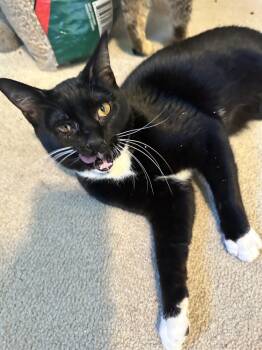 Rescue Domestic Short Hair Cats for Adoption in Albany, Wisconsin - Larie | PetCurious