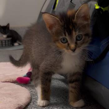 Maraca -  Domestic Short Hair Cat for Adoption in Wichita, Kansas - Maraca | PetCurious
