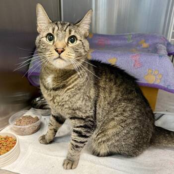 Icee -  Domestic Short Hair Cat for Adoption in Baltimore, Maryland - Icee | PetCurious