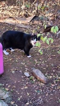 Rescue Domestic Short Hair Cats for Adoption in Folsom, California - Christopher | PetCurious