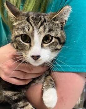 Rescue Domestic Short Hair Cats for Adoption in South Bend, Indiana - Heath Bar | PetCurious