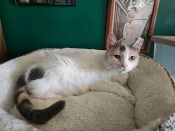 Rescue Domestic Short Hair Cats for Adoption in Glen Burnie, Maryland - Livvy | PetCurious