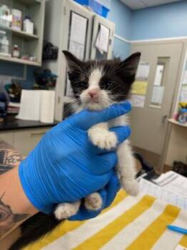 Keebler -  Domestic Short Hair Cat for Adoption in Santa Rosa, California - Keebler | PetCurious