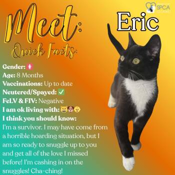 Tuxedo Cats Available for Adoption in Fulton, New York - Eric | PetCurious