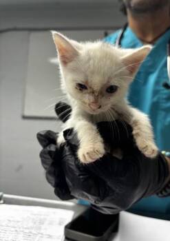 Peter Pan -  Siamese and Domestic Short Hair Cat for Adoption in Daytona Beach, Florida - Peter Pan | PetCurious
