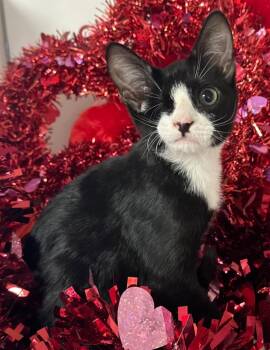 Domestic Short Hair Cats Available for Adoption - 12/15/25 Clara | PetCurious