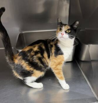 Rescue Calico and Domestic Short Hair Cats for Adoption in Montville, New Jersey - Tuna | PetCurious