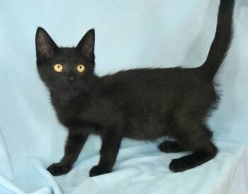 Rescue Domestic Short Hair Cats for Adoption in Morton Grove, Illinois - Onyx | PetCurious