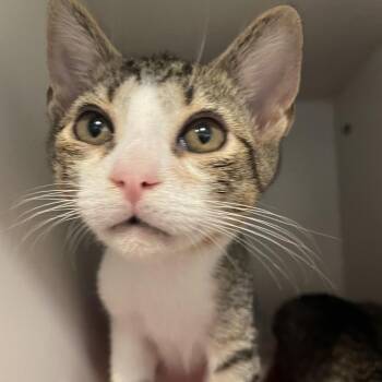 Luke -  Domestic Short Hair Cat for Adoption in Pinellas Park, Florida - Luke | PetCurious