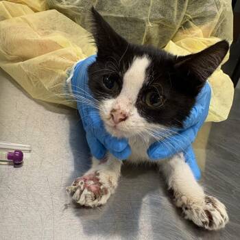 Blossom/MPAC1043 -  Domestic Short Hair Cat for Adoption in Oak Park, Illinois - Blossom/MPAC1043 | PetCurious
