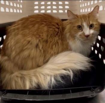 Archie -  Domestic Long Hair Cat for Adoption in Oceanside, California - Archie | PetCurious