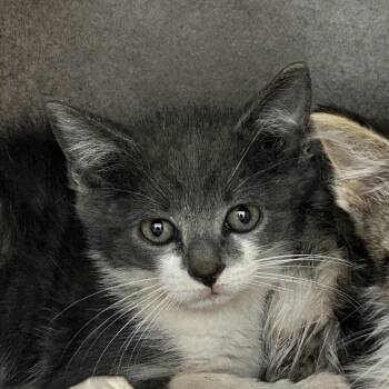 Diver -  Domestic Short Hair Cat for Adoption in Abilene, Texas - Diver | PetCurious