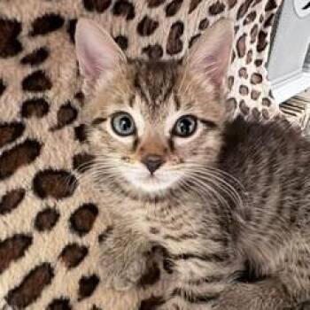 Paco -  Domestic Short Hair Cat for Adoption in West Palm Beach, Florida - Paco | PetCurious