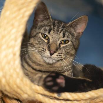 Einstein -  Domestic Short Hair Cat for Adoption in Vancouver, Washington - Einstein | PetCurious