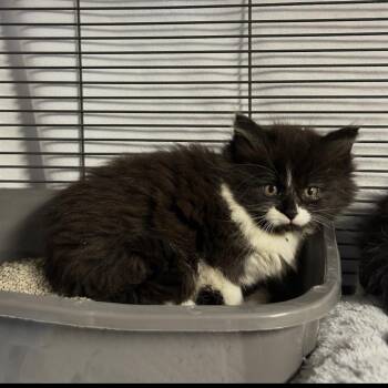 Margo -  Domestic Long Hair Cat for Adoption in Ferndale, Michigan - Margo | PetCurious