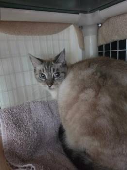 G.G. -  Siamese and Tabby Cat for Adoption in Cortland, New York - G.G. | PetCurious