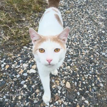 0526-38 Jack -  Domestic Short Hair Cat Available for Adoption in Abingdon, Maryland - 0526-38 Jack | PetCurious