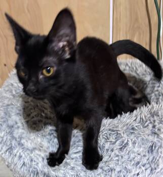 Rescue Domestic Medium Hair Cats for Adoption in Cumming, Georgia - Vonda | PetCurious