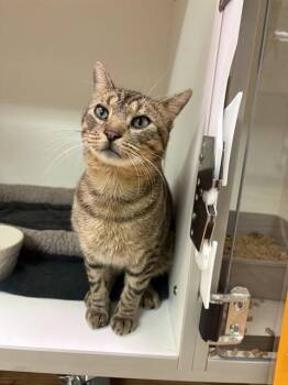 HUNTINGTON -  Domestic Short Hair Cat for Adoption in Sugar Land, Texas - HUNTINGTON | PetCurious